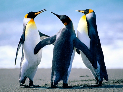 Penguins_happy_480